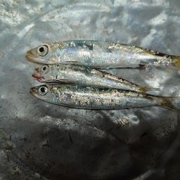 ウルメイワシ
