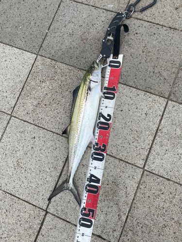 サゴシの釣果