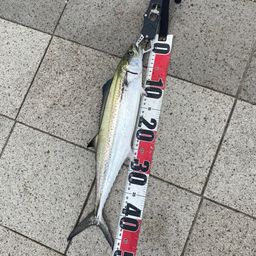 サゴシ