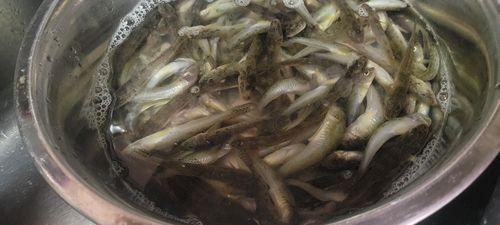 ツバクロエイの釣果