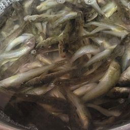 マハゼ