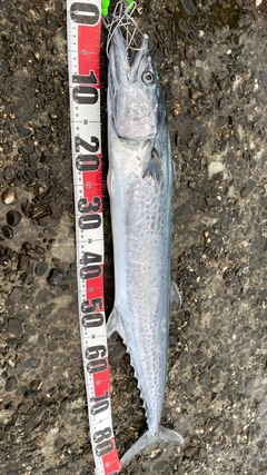 サワラの釣果