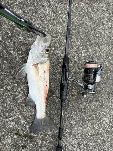 セイゴ（ヒラスズキ）の釣果