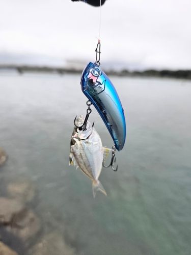 ヒイラギの釣果