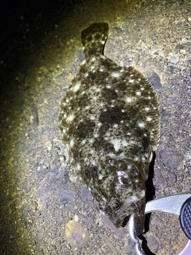 ソゲの釣果