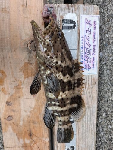 ヤイトハタの釣果