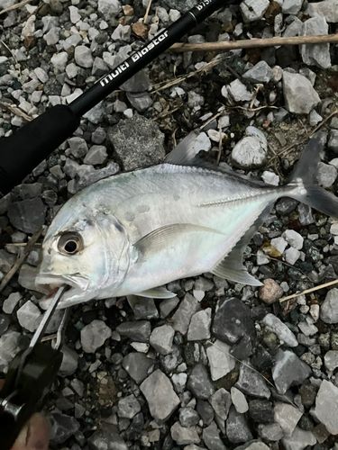 メッキの釣果