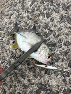 メッキの釣果