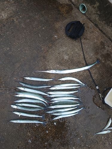 サヨリの釣果