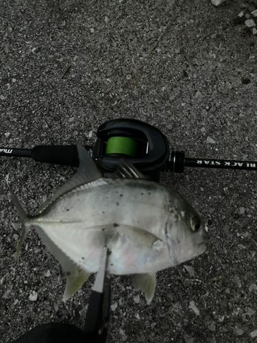 メッキの釣果