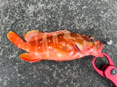 アカハタの釣果