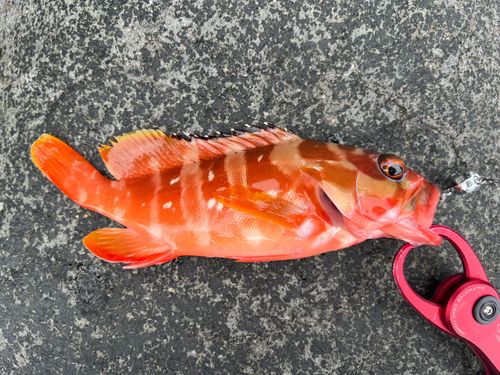 アカハタの釣果