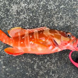 アカハタ