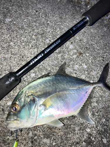 メッキの釣果