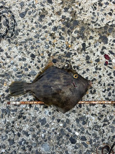 カワハギの釣果