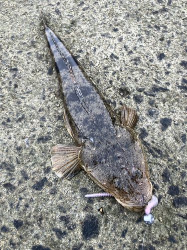 マゴチの釣果