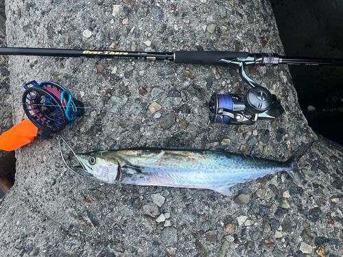サゴシの釣果