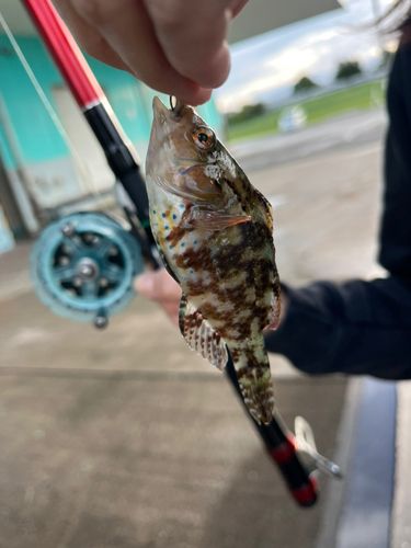 オハグロベラの釣果