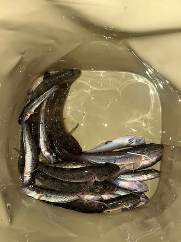 マハゼの釣果