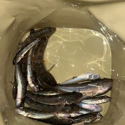 マハゼ