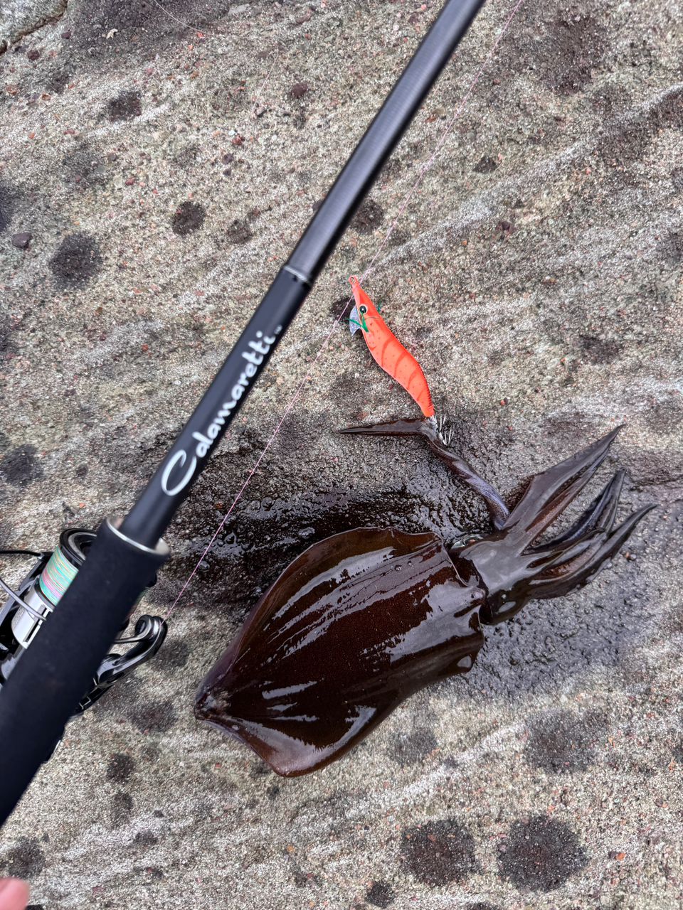 カラマレッティー 20GCALS-7102M オリムピック オリムピック 20 カラマレッティ 20GCALS-7102M (2020年モデル