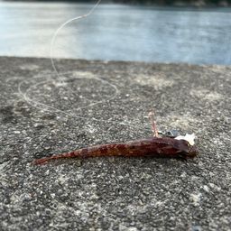 アナハゼ