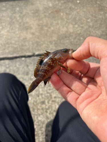 キジハタの釣果