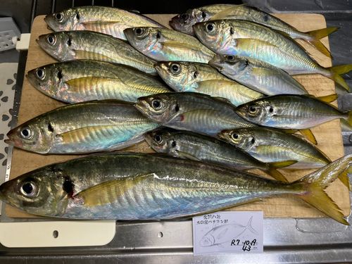 アジの釣果