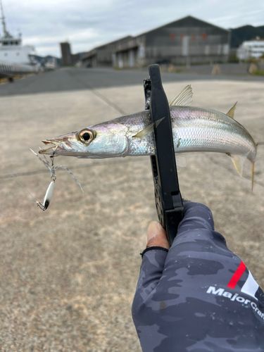 カマスの釣果