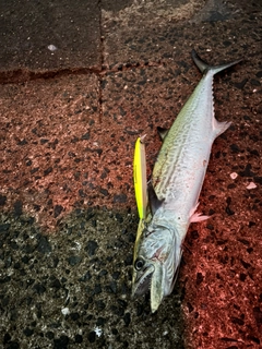 サゴシの釣果