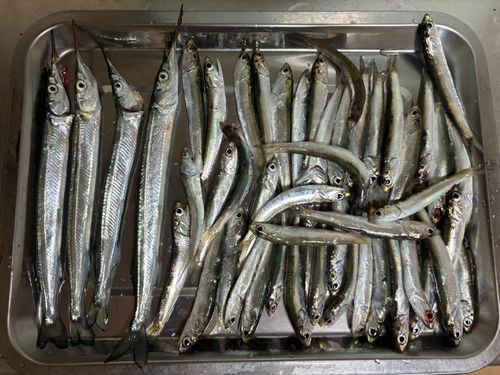 サヨリの釣果