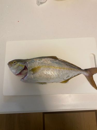 ネリゴの釣果