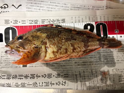 カサゴの釣果
