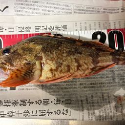 カサゴ