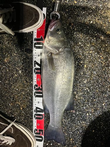 ヒラスズキの釣果