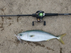イナダの釣果