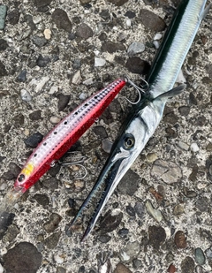 ダツの釣果