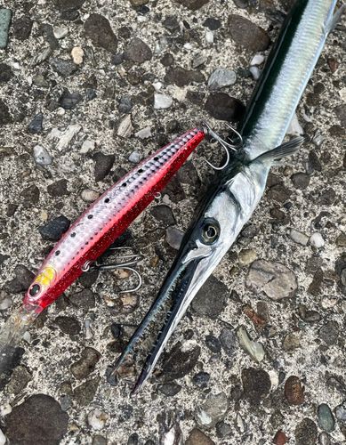 ダツの釣果