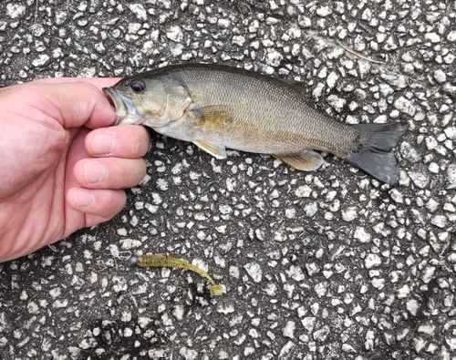 スモールマウスバスの釣果