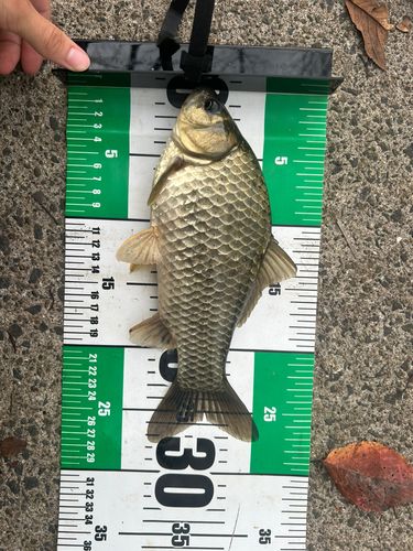 フナの釣果