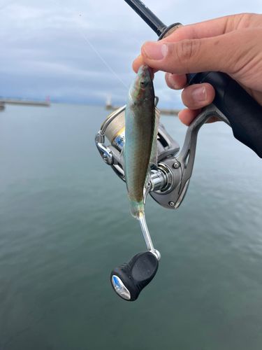 キュウセンの釣果
