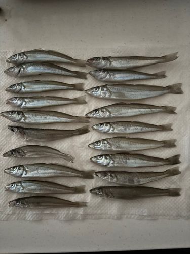 キスの釣果