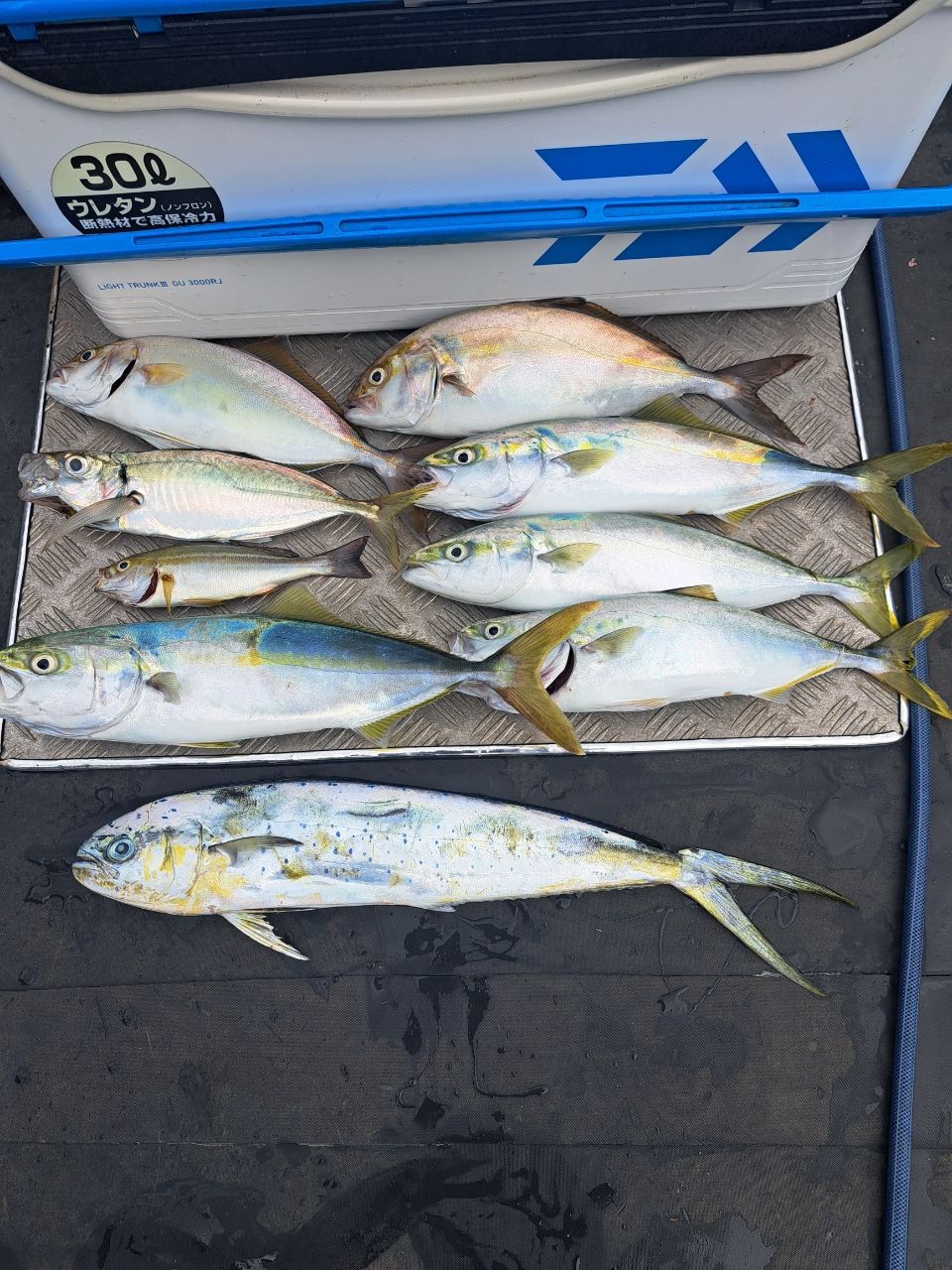 スプリングサンさんの釣果 1枚目の画像