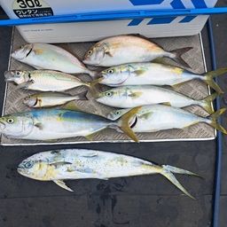 カンパチ