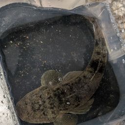 マゴチ