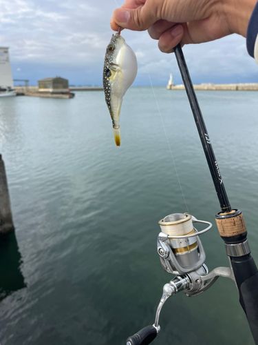 クサフグの釣果