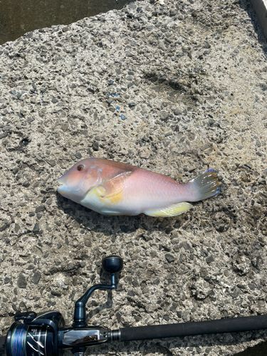 イラの釣果