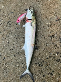サゴシの釣果