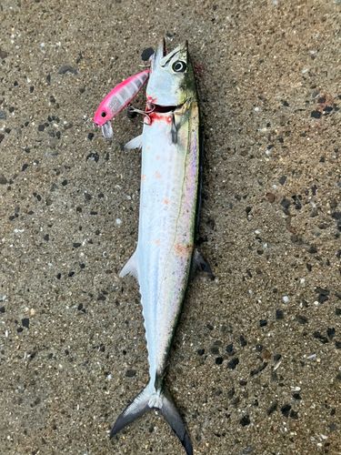 サゴシの釣果