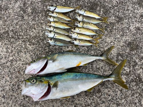 マアジの釣果
